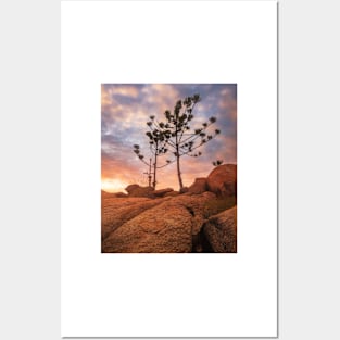 Trees In Light Posters and Art